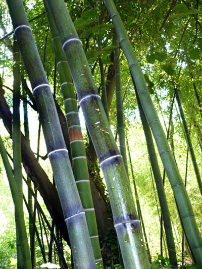 Black Bamboo Grove Phyllostachys nigra